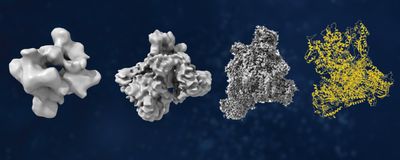 Dive into Cryo-EM&rsquo;s History, Milestones, and Insights.