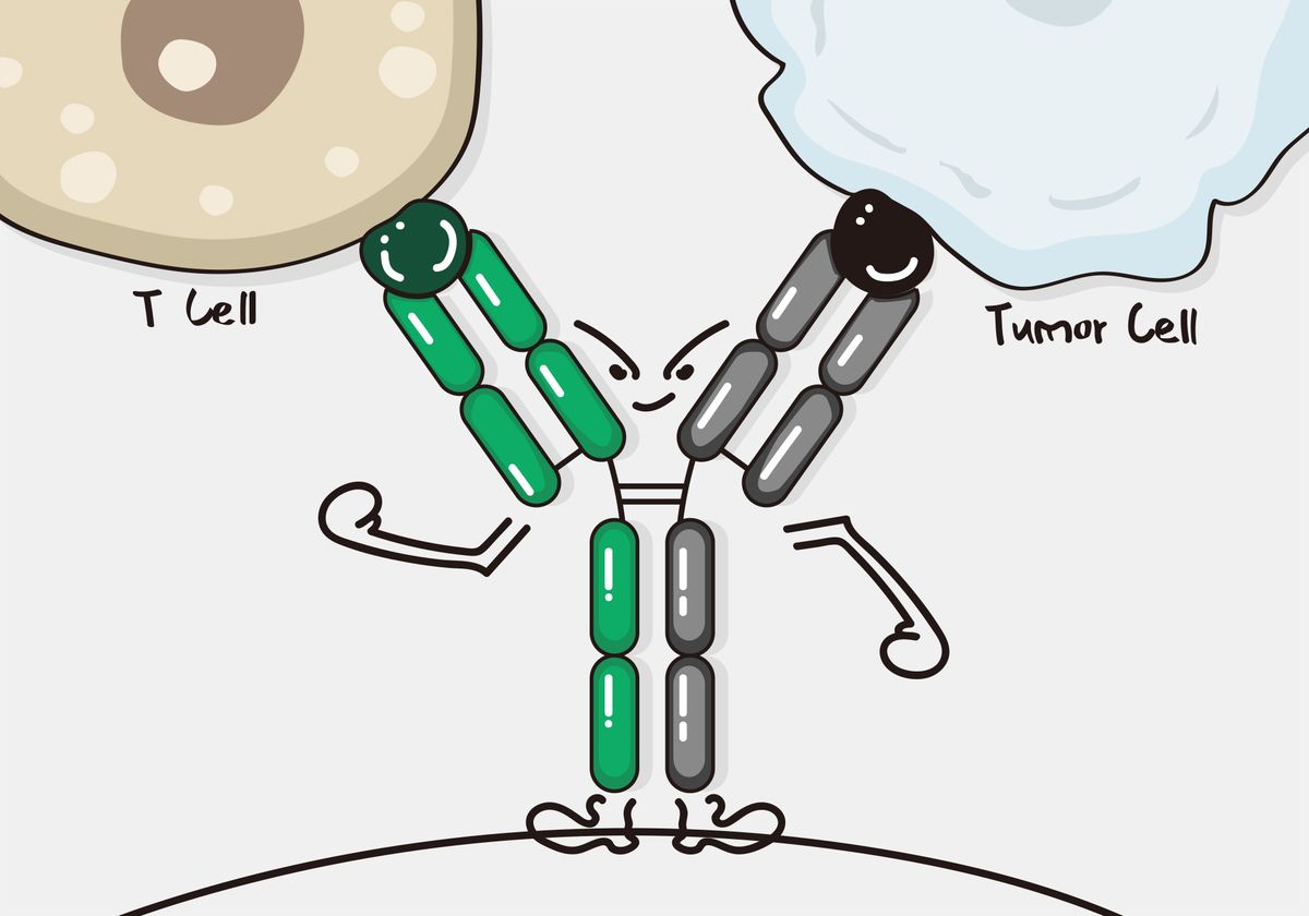 Cartoon-style illustration of a bispecific antibody bound to a T cell through one binding site and a tumor cell through a second binding site