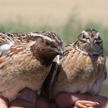 two quails
