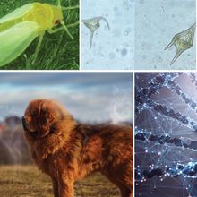 5 images related to stories highlighted in the article, including DNA strand, insect, and dog