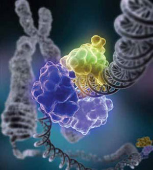 <figcaption>Proteins, like this ligase, repair broken DNA. Credit: Image courtesy of Tom Ellenberger, Washington University School of Medicine in St. Louis.</figcaption>