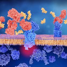 Discover How to Monitor Biomolecular Interactions in Real Time