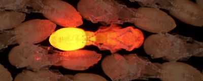 In this transgenic ant pupa surrounded by wild type pupae, expression of red fluorescent protein shows throughout the ant pupa body.