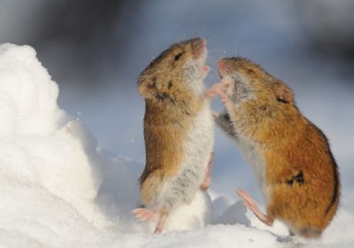 Like many animals, field mice (<em >Apodemus agrarius</em>) fight to protect their territories.
