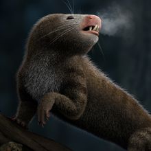 Artist’s rendering of an early mammal called a mammaliamorph