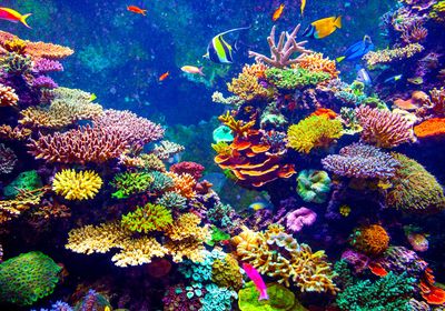Different colorful coral reefs species surrounded by different fishes. ?