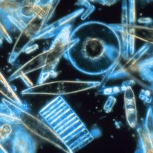 Miscellaneous diatoms, appearing as translucent blue and brownish circles and rhomboid shapes, are imaged in front of a black background.