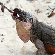 A Northern Bahamian Rock Iguana cranes its neck to eat a grape that’s speared on the end of a stick.