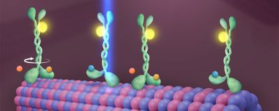 Illustration of newly discovered mechanism allowing kinesin to &ldquo;walk&rdquo; down a microtubule. A green kinesin molecule with an attached yellow fluorophore is shown passing through a blue laser as it rotates step by step along a red and purple microtubule, fueled by blue ATP molecules that are hydrolyzed into orange ADP and phosphate groups.