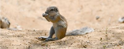 A Cape ground squirrel sits upright on its hind legs, holding its forelimbs up to its face.