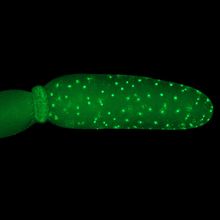 Microscopy image of a cricket embryo, illuminated in green, pinched near one end, with one side full of bright green dots representing cell nuclei