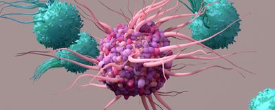 Dendritic Cell activate T cells, trigger immune responses, they are responsible of cells protection of the body.