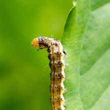 Yellow and black caterpillar crawling on a leaf in a green background