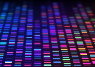 multicolor DNA sequencing gel