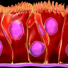 A drawing of pseudostratified gut epithelial cells in the early intestines, cells in red and nucleus in purple.