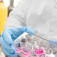 person with lab coat and blue gloves holding tray with pink liquid <br><br>