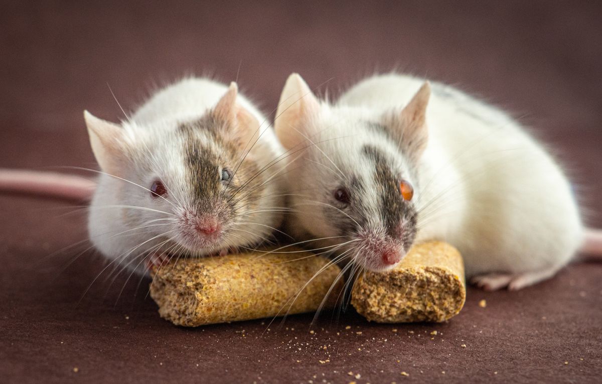 Two white mice with patches of brown fur face the camera.