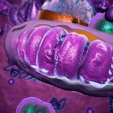 illustration of purple mitochondrion within a cell