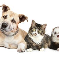 a photo of a dog, a cat, and a ferret