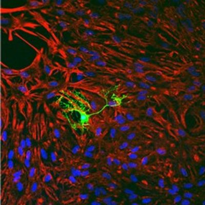 Microscopy image of a fluorescent green oligodendrocyte surrounded by astrocytes stained red with blue nuclei.