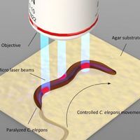 An illustration of a microscope objecting beaming blue light onto a nematode worm with the labels objective, agar substrate, micro laser beams, paralyzed c. elegans, and controlled c. elegans movement