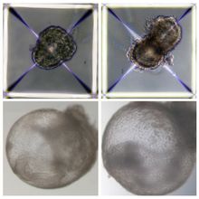 microscope image series showing synthetic embryo development