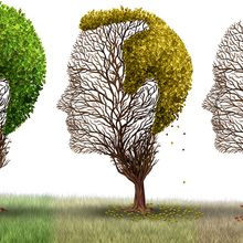 Conceptual image of hair loss showing trees in the shape of a human head at various seasonal stages of shedding their leaves.