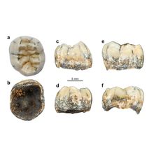 The fossil tooth found in the Annamite Mountains in Laos
