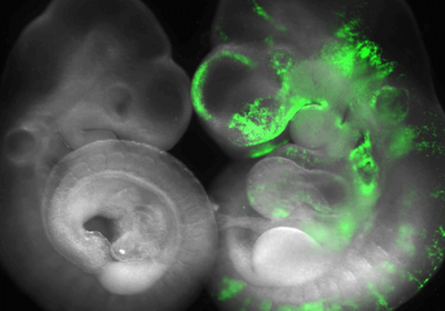On the left is a normally developing mouse embryo, on the right is a slightly larger mouse embryo that also contains horse cells that glow green.