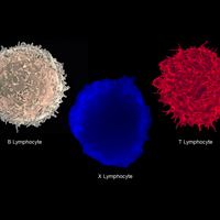 dual expresser t cell immunology type 1 diabetes