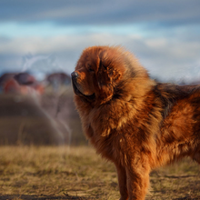 tibetan mastiff with ghostly wolves in the background
