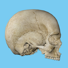 Side and front view of a male human skull